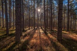 Landscape in pine forest photo