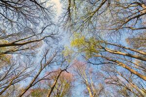 Green tree tops in spring forest photo