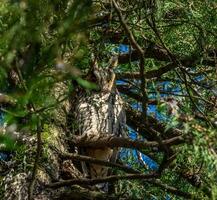 Long-eared owl on pine tree photo