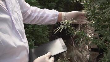 canabis plantación para médico, un hombre científico utilizando tableta a recoger datos en canabis y cáñamo interior granja. video
