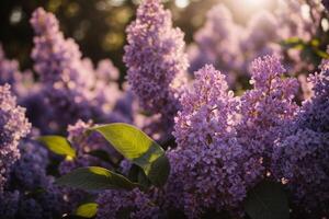 AI generated Lilac Flower Wallpaper photo