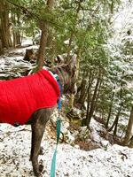 Hiking dog red jacket on him in the woods photo