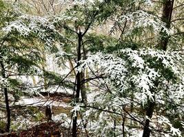 Fresh snow fall on pine trees photo