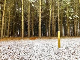 Hiking trail into pine trees photo