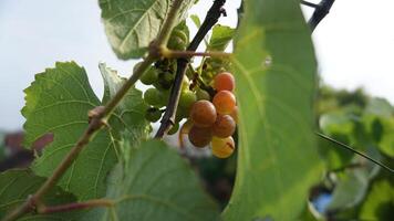 manojo de uvas en un techo jardín foto