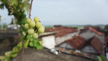 manojo de uvas en un techo jardín foto