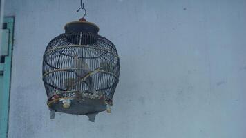 A Pigeon in a cage photo