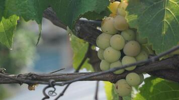 Bunch of grapes in a rooftop garden photo