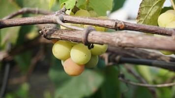 Bunch of grapes in a rooftop garden photo