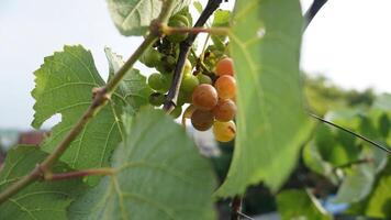 manojo de uvas en un techo jardín foto