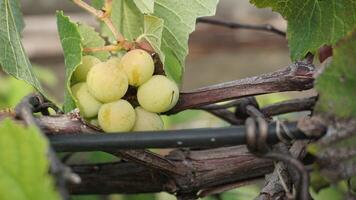 manojo de uvas en un techo jardín foto