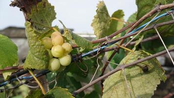 Bunch of grapes in a rooftop garden photo