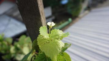 A bunch of grape that will grow into a ripe fruit photo