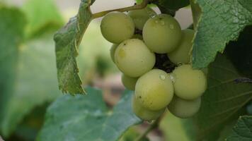 Bunch of grapes in a rooftop garden photo