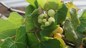 manojo de uvas en un techo jardín foto