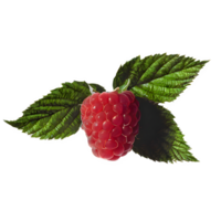 AI generated Fresh raspberry with leaves isolated on transparent background png