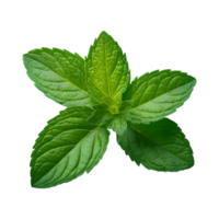 AI generated Mint in green on transparent background isolated png