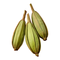 AI generated Three cardamom pods on transparent background isolated png