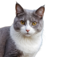 AI generated Gray and white cat alone on transparent background bg isolated png