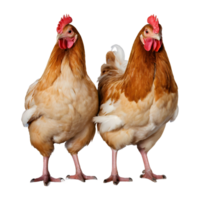 AI generated Pair of young broiler chickens isolated on transparent background isolated png