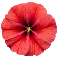 AI generated Petunia flowers magnified in macro photography isolated png