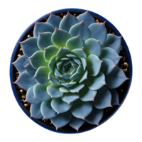 AI generated Classic blue succulents isolated as png clip art with a deep blue swatch for print and web design in the color of the year isolated