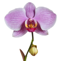 ai gerado orquídea flor s requintado complexidade isolado png