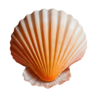 AI generated Transparent background with shells isolated png