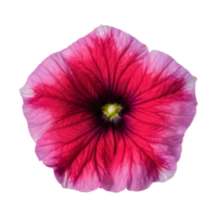 AI generated Petunia flowers magnified in macro photography isolated png