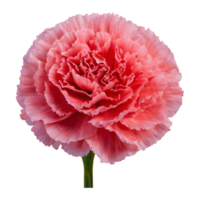 ai generiert schließen oben von Nelke Blumen auf ein Hintergrund isoliert png