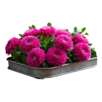 AI generated Globe amaranth alongside roses in a zinc tray on wooden table with selective focus and copy space isolated png