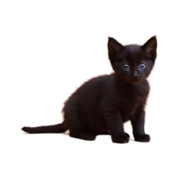 ai généré solitaire peu noir chaton isolé png