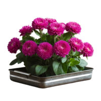 AI generated Globe amaranth alongside roses in a zinc tray on wooden table with selective focus and copy space isolated png