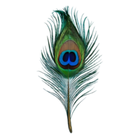 AI generated Feather from a peacock isolated png