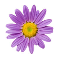 ai generato margherita di il colore viola isolato png