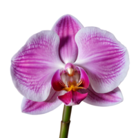 ai generado rosado orquídea flores en un transparente antecedentes aislado png