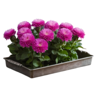 AI generated Globe amaranth alongside roses in a zinc tray on wooden table with selective focus and copy space isolated png