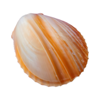 ai generiert transparent Hintergrund mit Muscheln isoliert png