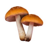 AI generated Isolated pair of cheap mushrooms isolated png