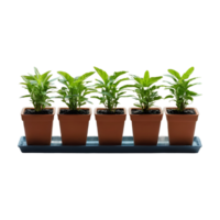 AI generated Potted plant seedlings on window ledge isolated png