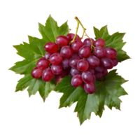 AI generated Red grapes and leaves on transparent background isolated png