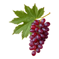 AI generated Red grapes and leaves on transparent background isolated png