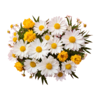 AI generated Isolated background featuring chamomile and peonies isolated png