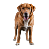 AI generated An aged canine standing on dark surface isolated png