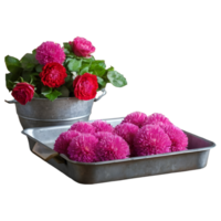 AI generated Globe amaranth alongside roses in a zinc tray on wooden table with selective focus and copy space isolated png