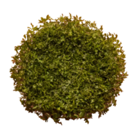 AI generated Seaweed against transparent background isolated png