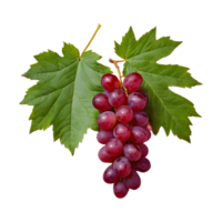 AI generated Red grapes and leaves on transparent background isolated png