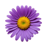 AI generated Daisy of the color purple isolated png