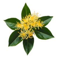 ai generado dulce osmanthus floraciones en transparente antecedentes aislado png