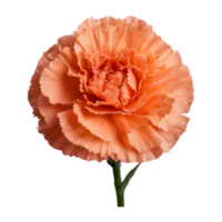 AI generated Close up of carnation flowers on a background isolated png